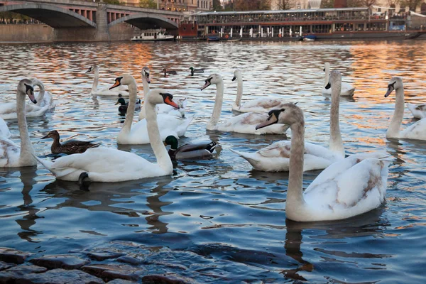 Cisnes brancos ao pôr do sol — Fotografia de Stock