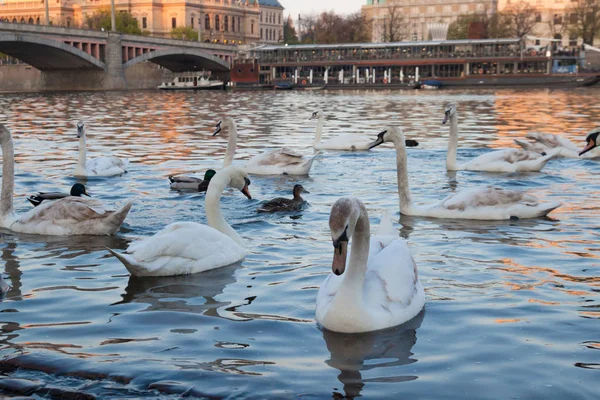 Cisnes brancos ao pôr do sol — Fotografia de Stock