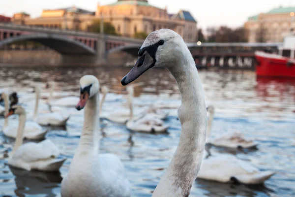 White swans at sunset in Prague — Stock Photo, Image