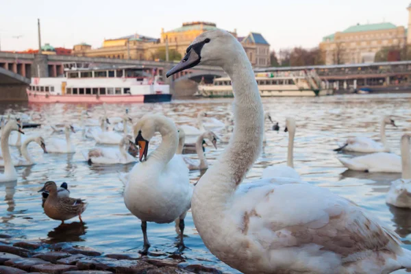 Cisnes brancos ao pôr do sol em Praga — Fotografia de Stock