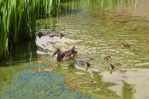 Duck family in wild nature — Stock Photo, Image