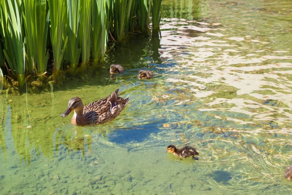 Pato família na natureza selvagem — Fotografia de Stock