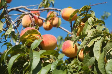 Olgun şeftaliler ağaçta