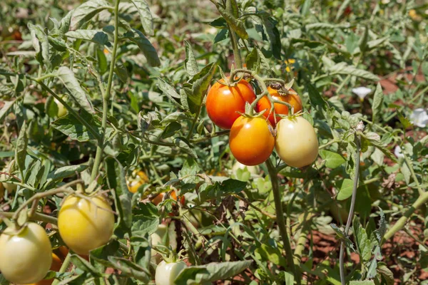 Malá rajčata v zahradě — Stock fotografie
