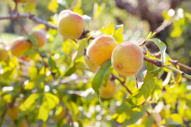Hasat ile şeftali ağacı