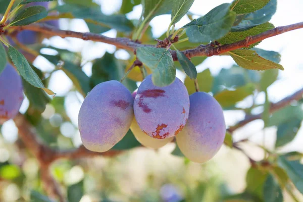 Ripe plum on plum tree — Stock Photo, Image