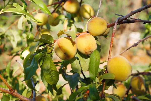 Hasat ile şeftali ağacı