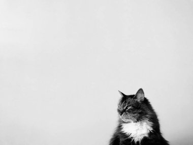 Gri arka planda kabarık kedi