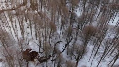 Airshot kış çıplak ağaçlar kar arka plan üzerinde