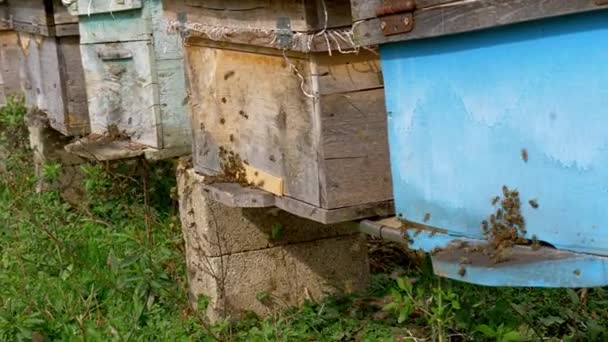 Včelí farma v obci v létě — Stock video