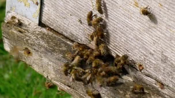 Bienen fliegen aus Bienenstock — Stockvideo