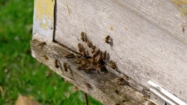 Las abejas vuelan de la colmena — Vídeos de Stock