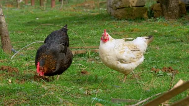 Dos pollos, blanco y negro, pastan en la granja — Vídeo de stock