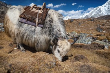 Himalaya Dağları'nın arka alanda otlayan yak