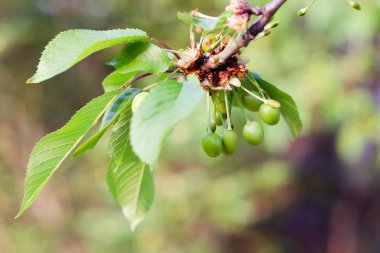 Küçük genç yumurtalık kiraz. Bahçe, meyve, GDO olmayan, doğallığı ve kullanışlılığı büyüyen DIY, kavramı