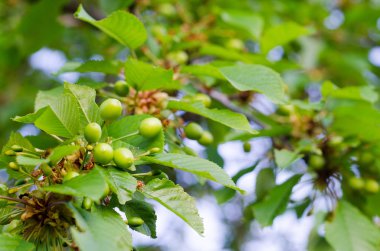 Küçük genç yumurtalık kiraz. Bahçe, meyve, GDO olmayan, doğallığı ve kullanışlılığı büyüyen DIY, kavramı