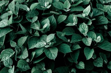 Yaprakların doğal bitki arka plan