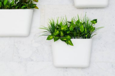 Belgorod, Rusya, 29 Mayıs 2018 - yeşil bitkiler duvardaki iç bahçe dikey beyaz tencere