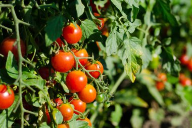 Bahçedeki dal doğal kırmızı kiraz domates.