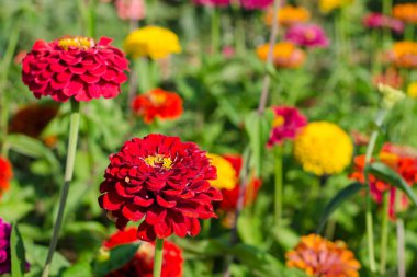 Bahçe Zinnia çiçeği.