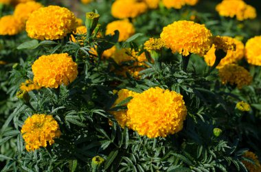 Tagetes bahçedeki çiçekleri