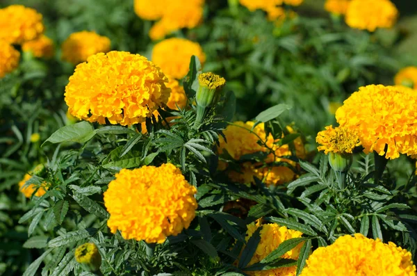 Άνθη Του Tagetes Στον Κήπο — Φωτογραφία Αρχείου