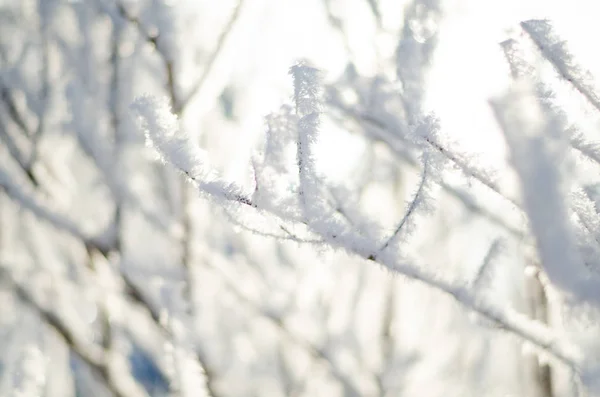 Branches d'arbres dans le gel dans le verger d'hiver — Photo