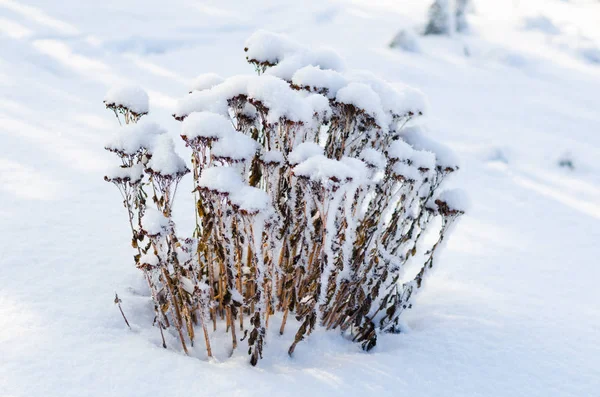 Branches congelées et fleurs d'arbustes ornementaux dans le jardin d'hiver — Photo