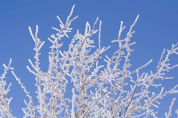 Branches d'arbres dans le gel contre le ciel bleu — Photo