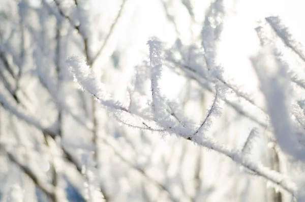 Branches d'arbres dans le gel dans le verger d'hiver — Photo