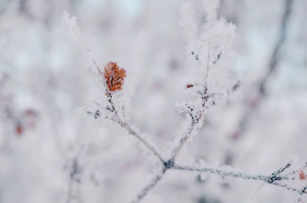 Feuille d'automne orange sur branche d'arbre gelée en hiver Parc — Photo
