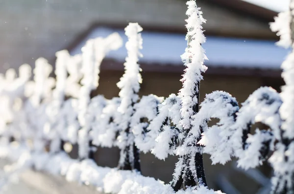 Le sommet de la clôture en fer forgé sculptée dans le gel en hiver — Photo