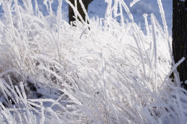 Fond d'hiver, gel matinal sur l'herbe avec espace de copie — Photo