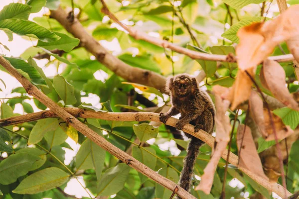 Tamarin observes from a distant tree