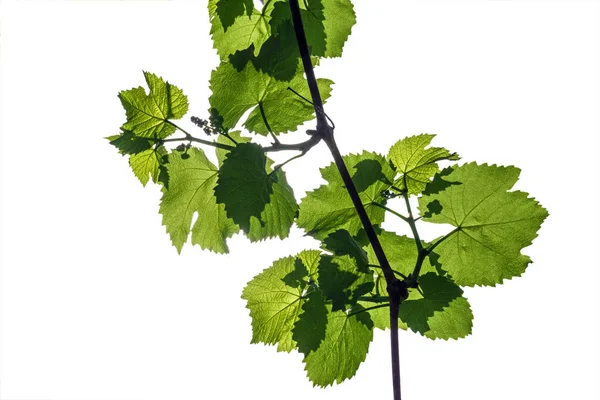 Jonge Wijnstok Met Druiven Eierstok Geïsoleerd Een Witte Achtergrond — Stockfoto