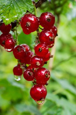 Birkaç damla yağmur sonra yapraklarda doğal arka plan bulanıklık ile kırmızı kuş üzümü. Seçici odak.