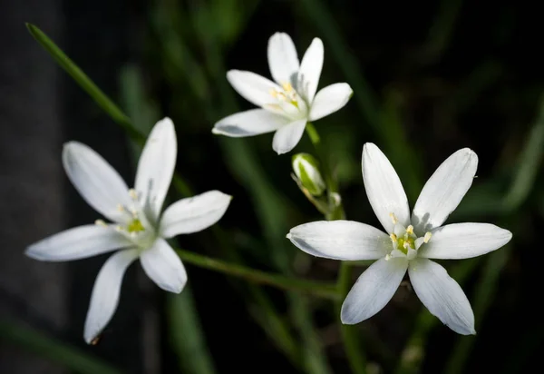 Trzy Kwiaty Bernard Lily Oświetlone Przez Słońce Selektywny Fokus — Zdjęcie stockowe
