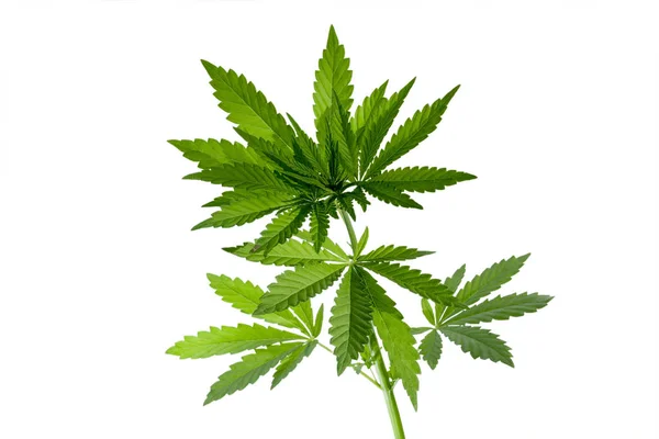 Wilde Marihuana Pflanze Isoliert Auf Dem Weißen Hintergrund Selektiver Fokus — Stockfoto