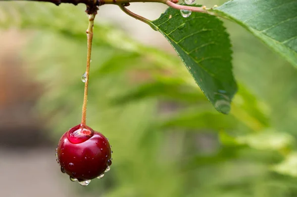 The ripe cherry on a branch after the rain. Selective focus.