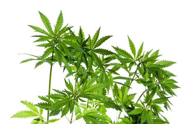 Jasně Osvětlené Houštinami Rostlin Marihuany Izolovaných Bílém Pozadí — Stock fotografie