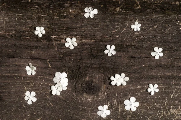 Fallen flowers of a viburnum on a background of a texture of an old blackened tree.