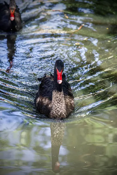 Pair Black Swans Floating Lake Selective Focus — Stock Photo, Image