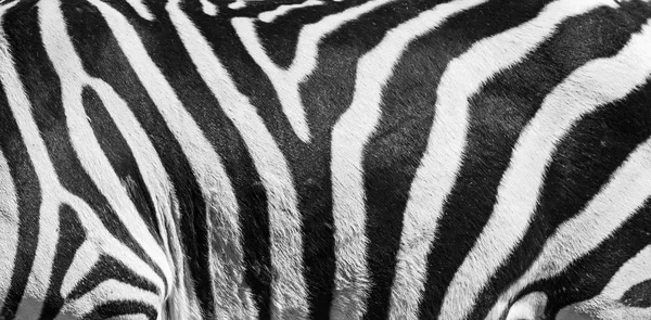 Естественная Текстура Кожи Зебры Черно Белый Полосатый Фон — стоковое фото