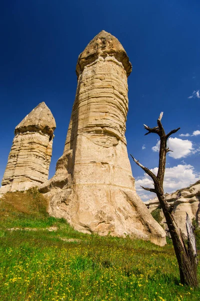 Dried Tree Background Sandstone Formations Cappadocia Turkey View Love Valley — Stock Photo, Image