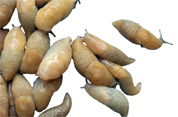 Landschnecken Isoliert Auf Weißem Hintergrund Landwirtschaftlicher Schädling Gruppenbild Selektiver Fokus — Stockfoto