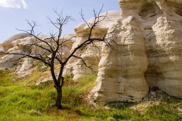 Dried Tree Background Sandstone Formations Cappadocia Turkey — Stock Photo, Image