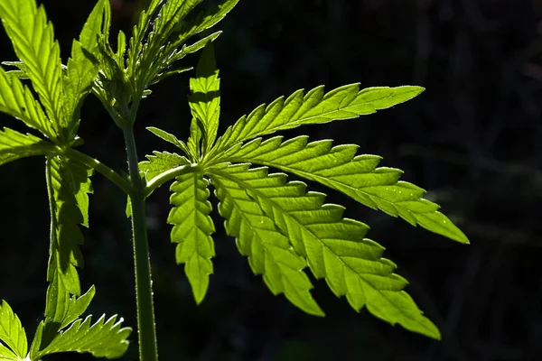 Uma Folha Marijuana Num Fundo Escuro Foco Seletivo — Fotografia de Stock