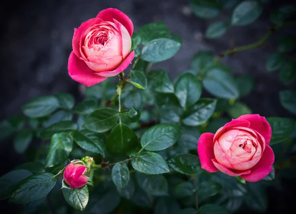 Rose Arbustive Con Fiori Boccioli Sfondo Naturale Focus Selettivo — Foto Stock