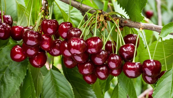 Grande Colheita Cerejas Vermelhas Maduras Galho Árvore Foco Seletivo — Fotografia de Stock