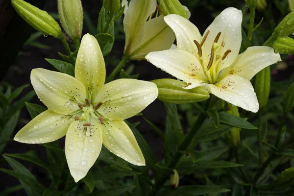 Λουλούδια Της Daylily Λευκό Πράσινο Σταγόνες Μετά Βροχή Sective Εστίαση — Φωτογραφία Αρχείου